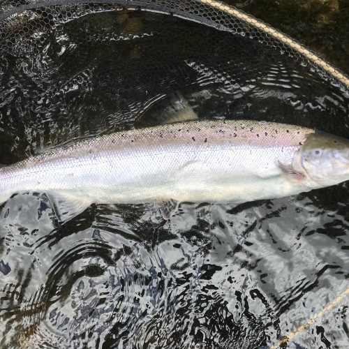 Here's a fresh run River Tay Summer salmon that fell to a carefully presented salmon fly at Kinnaird near Dunkeld. Look at the fish friendly landing net mesh which is great for eliminating any damage to the fish while unhooking prior to release.