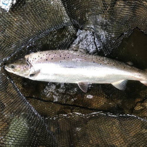 Look at the deep set proportions of this perfect fresh run Summer salmon of 16lbs. This fish took my 'Tay Raider' salmon fly at dusk near Dunkeld on the River Tay and was landed in near darkness so the light in this shot came from the flash from my camera. This fish was also landed 400 yards downstream of where it was hooked and was not an easy fish to run after in the fading light with chest waders on!