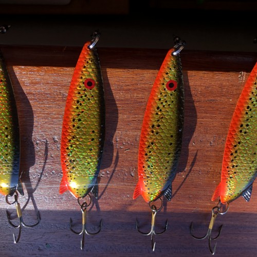 This black, red & gold Toby 'Salmo' lure has copper on the other side and is a superb salmon attractor through the Summer & Autumn months. I've personally caught many salmon on this 'Salmo' lure colour whether its been spun from the riverbank or trolled from the traditional Tay salmon boat.