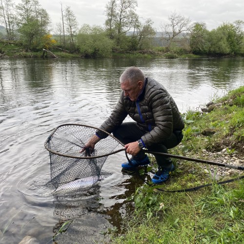 This was a perfect 10lbs fresh run salmon that was waiting for me at the Daffodil salmon lie on the Kinnaird salmon beat of the River Tay near Dunkeld. It's always good when another guide shows up to assist with the photography as was the case here.