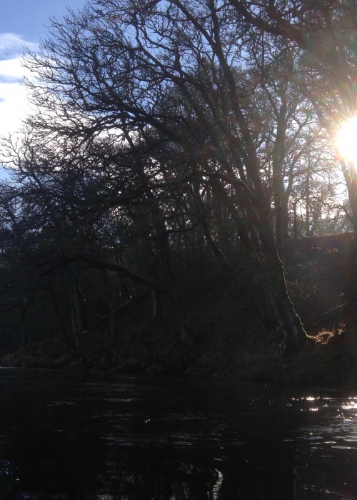 This fine early Spring photograph shows the flicker of sunlight shining through the leafless beech and oak trees on the River Tay on the Kinnaird Beat' Rock Pool near Dunkeld.