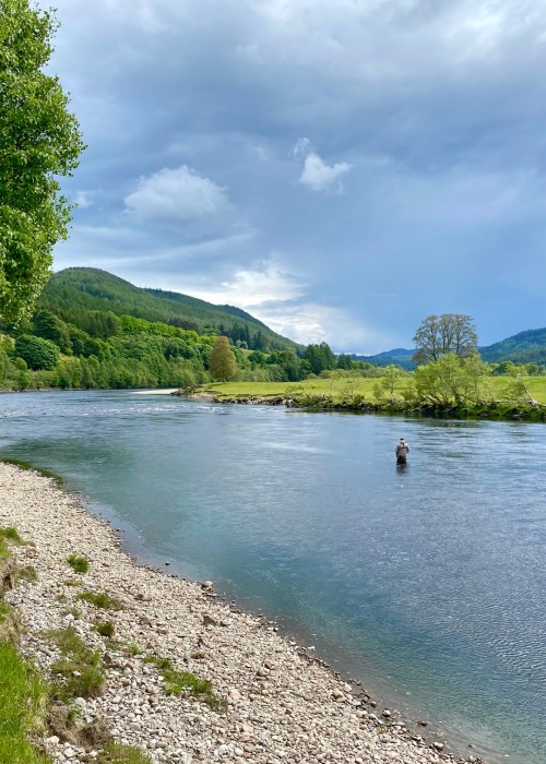 This is the Glide Pool on the Dalmarnock Beat of the River Tay. This salmon fisher is out concentrating his fishing effort on the deep run that's located between his position and the riverbank opposite him. The area where the tree is located is an excellent area for hooking salmon.