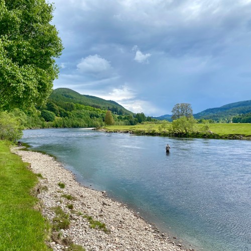 This is the Glide Pool on the Dalmarnock Beat of the River Tay. This salmon fisher is out concentrating his fishing effort on the deep run that's located between his position and the riverbank opposite him. The area where the tree is located is an excellent area for hooking salmon.