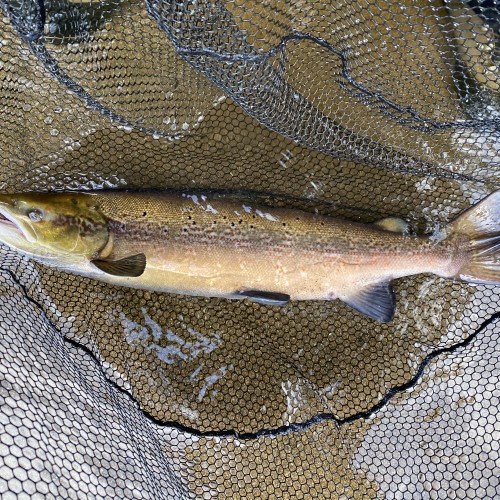Here's a perfect River Tay Autumn cock salmon in the landing net after a hectic battle at the neck of the Kinnaird Beat's Rock Pool during the Autumn. This cock salmon went airborne 2 times during the fight and was hooked from the boat while 'harling' which is a traditional & highly effective Tay boat fishing tactic.