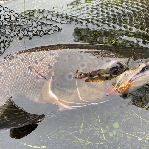 This  Autumn cock salmon took a deeply presented salmon fly at the neck of the Rock Pool on the Kinnaird Beat of the River Tay during late September. This perfect shot of the fish and the deadly salmon fly that lured it was taken seconds before its safe release from the landing net.