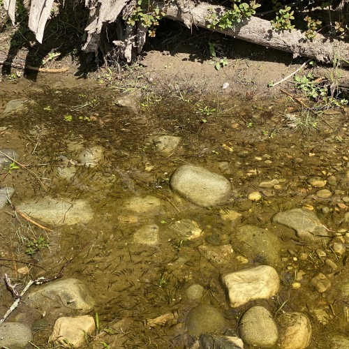 Here's some salmon fry in the margins of the River Tay near Dunkeld. It's aways great to see the signs of a good spawning season. This shot was taken during late May and these are newly hatched salmon fry.