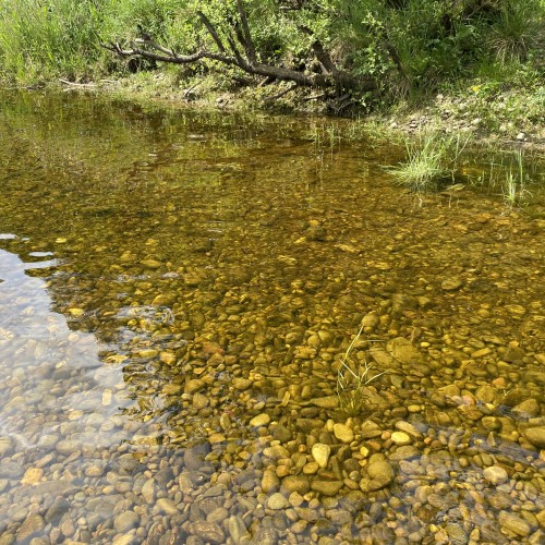 It's great to see salmon fry in the margins of the River Tay near Pitlochry. This shot was taken during early June and these are newly hatched salmon fry from the previous Winter's spawning season.