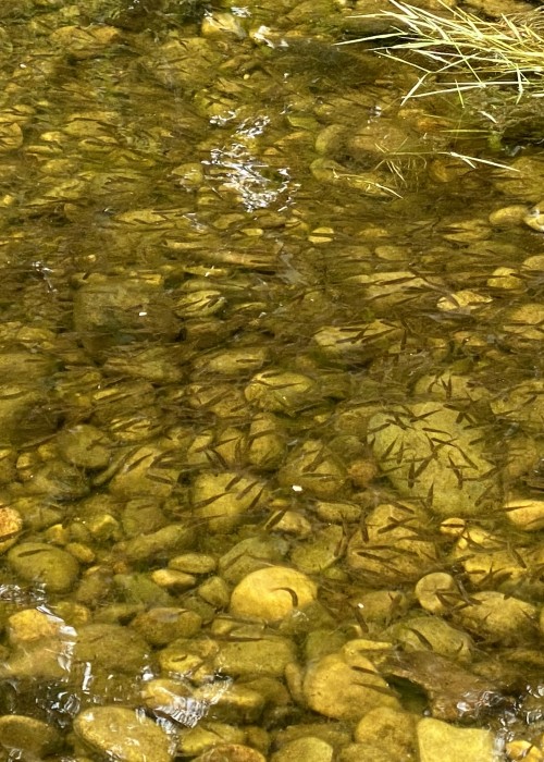 Here's a shoal of salmon fry in the margins of the Tay near Dunkeld. It's aways good to see the signs of a good spawning season but this is a pathetic modern day example as not that many decades ago salmon fry shoals would be 30 yards long and 5 yards wide and completely black due to the highly successful spawning years paired with the effective predation control methods of yesteryear. Protecting salmon fry & parr against their many in-river predators is vitally important if re-generating adult salmon stocks is to be achieved.