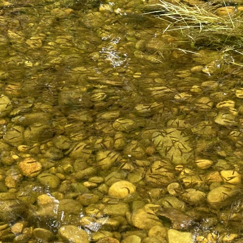 Here's a big shoal of salmon fry in the margins of the Tay near Dunkeld. It's aways good to see the signs of a good spawning season. This shot was taken during May and these are newly hatched salmon fry. Protecting them against their many in-river predators is another story for another day.