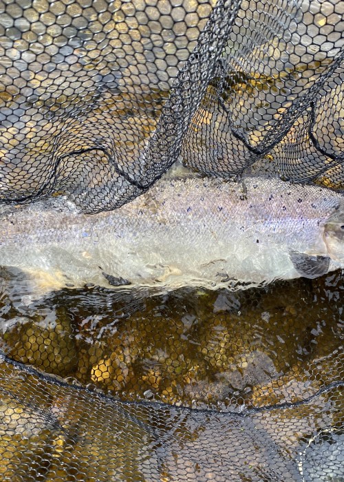 An Atlantic Salmon is indeed 'The King Of Fish' and should be respected as such. This is a game for those who understand the challenge of making a fish that isn't in the river to feed take their fly or lure. This glorious pursuit is the ultimate fishing challenge and is most definitely not for the instant gratification brigade.