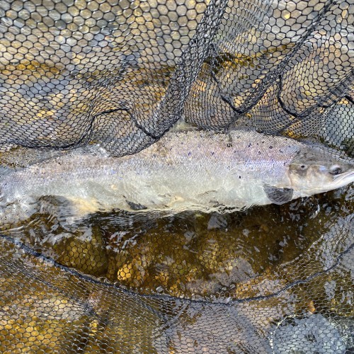 An Atlantic Salmon is indeed 'The King Of Fish' and should be respected as such. This is a game for those who understand the challenge of making a fish that isn't in the river to feed take their fly or lure. This glorious pursuit is the ultimate fishing challenge and is most definitely not for the instant gratification brigade.