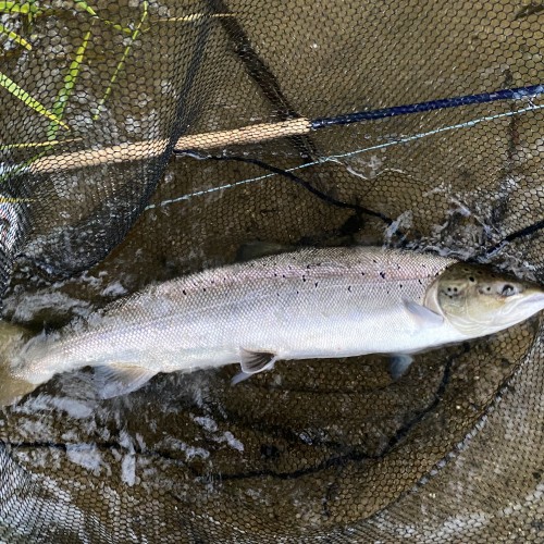 Here's another perfect fly caught Summer salmon from the River Tay in Perthshire. This was one of 4 perfect fish landed that day and this one was caught during the evening around 7.30pm. Another bigger salmon followed which fought into darkness before being finally landed after this one was returned.