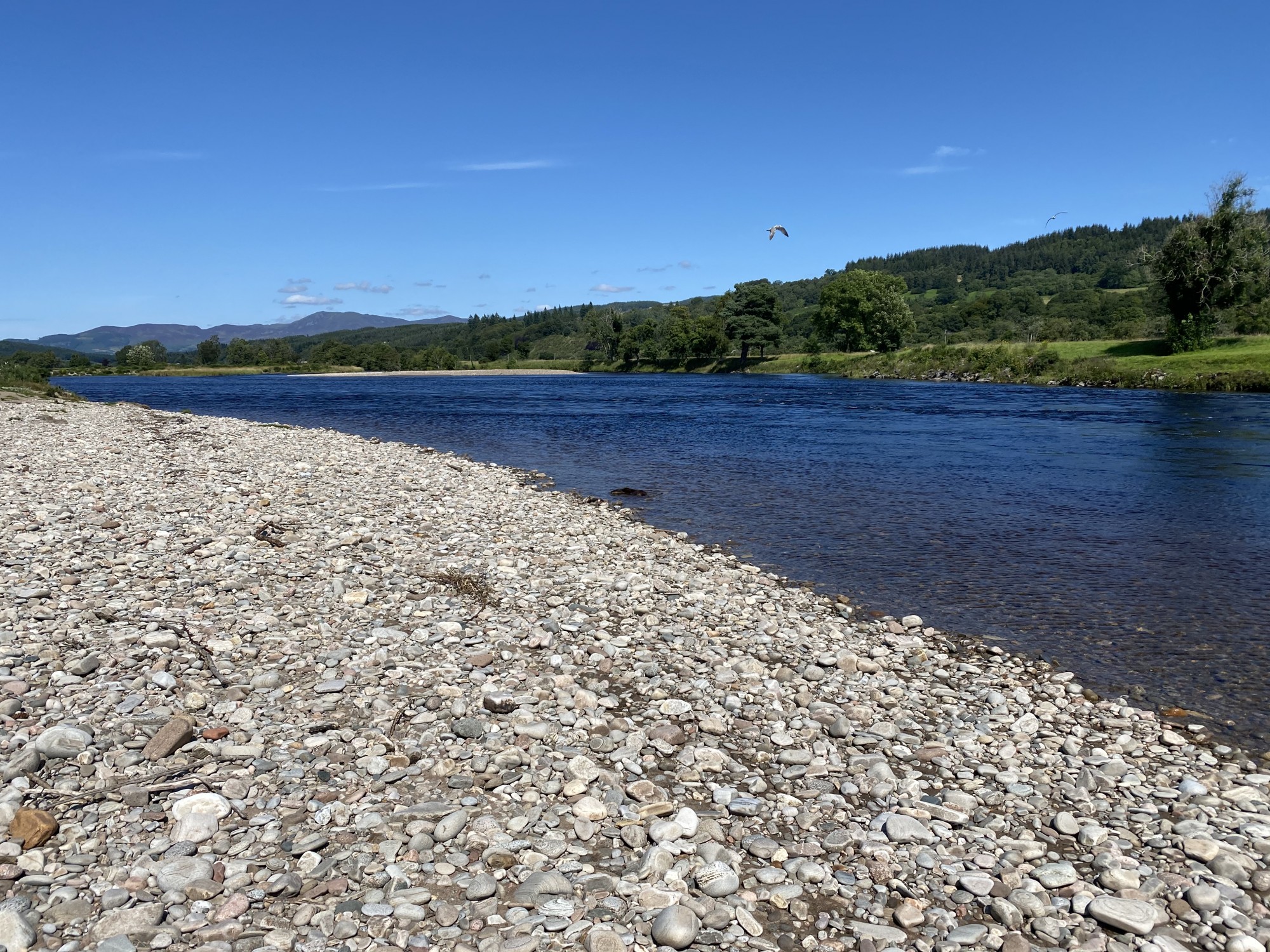 Are There Otters In The Scottish Rivers