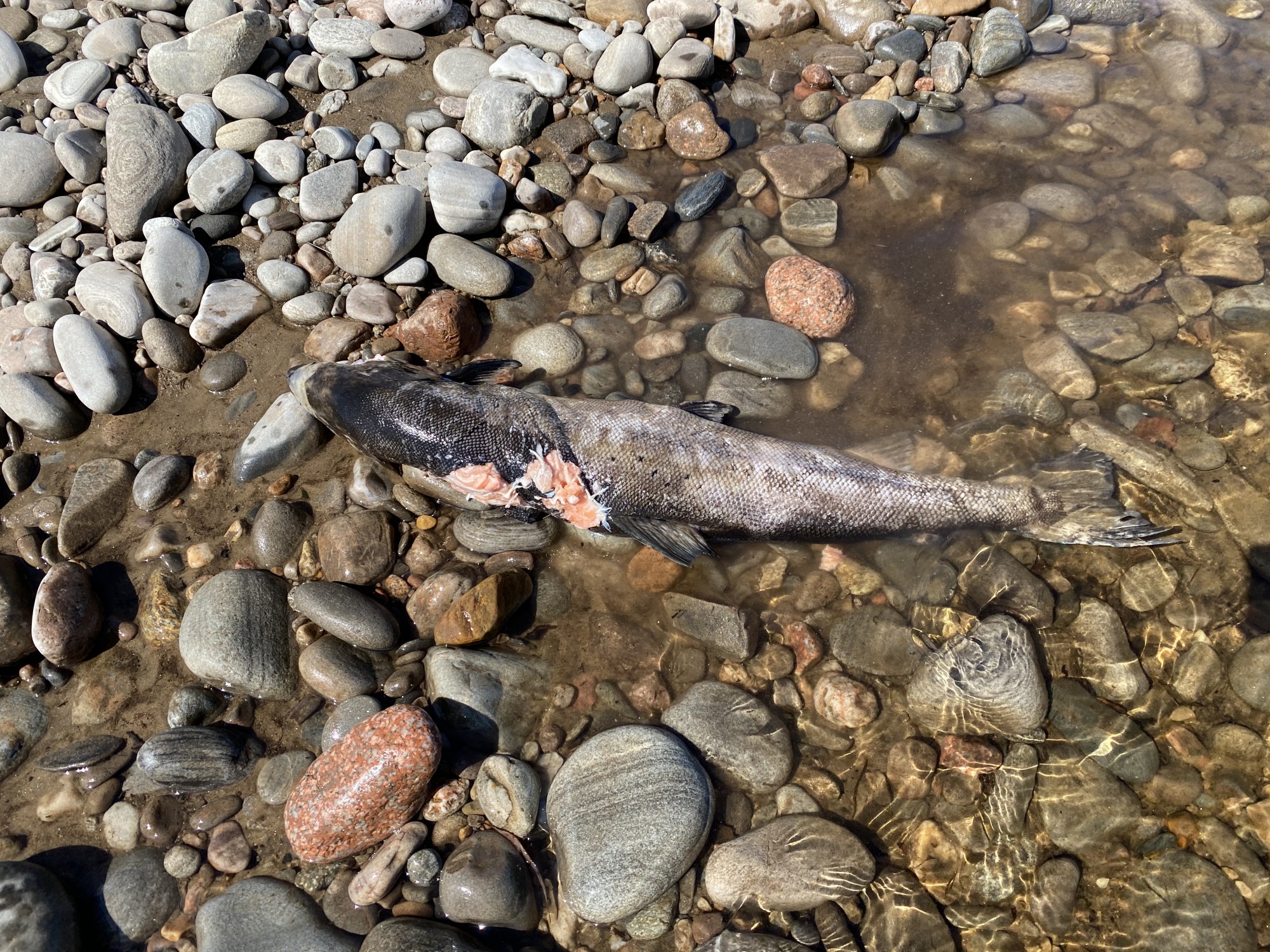 Are There Otters In The Scottish Rivers