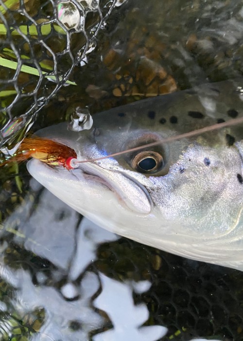 This fine Atlantic Salmon took the 'Jock's Shrimp' salmon fly near the Perthshire hamlet of Logierait. You can see the fish friendly rubberised landing net mesh behind the salmon which is ideal for protecting the fish from damage while unhooking it prior to release.