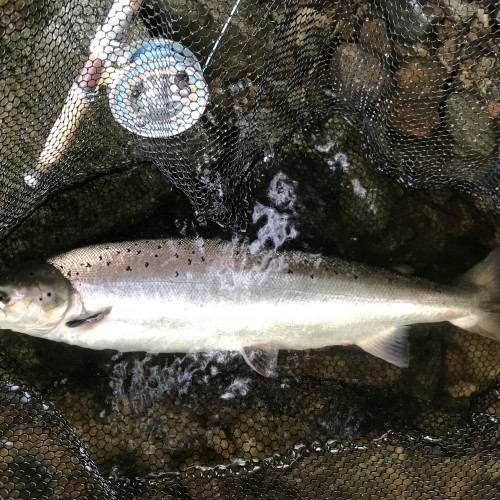 When you feel that initial pluck on your fly reel from the early contact from a salmon you need tom do absolutely nothing until the take develops which can be several seconds or more from initial contact. If you give a salmon plenty time to take and turn on the fly before tightening to set the hook this is the end result!