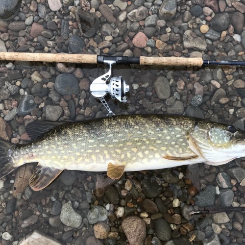 This big predator took a salmon lure in one of the Kinnaird Beat salmon pools near Dunkeld. Normally pike are found in the quieter deeper reaches of the Tay and other Scottish rivers however this one was hooked in streamy fly fishing water which is unusual.