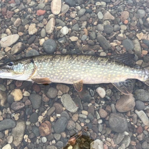 This fine pike was caught on the River Tay near Pitlochry in a renowned salmon pool which I was fishing for salmon. A nice surprise to see a perfect predator like this show up and at first contact I was convinced it was a salmon due to the prolific salmon lie it was occupying.