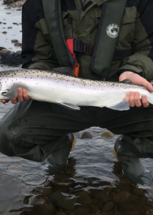 This Atlantic salmon kelt is an out of condition salmon that has spawned and is heading back to sea during the early Spring months. They are generally thin and carry little parasites in their gills called gill maggots so are fairly easily identifiable. All kelts are released in Scotland by law.