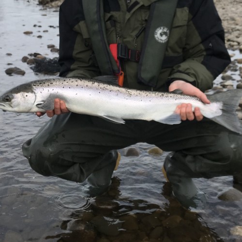 This Atlantic salmon kelt is an out of condition salmon that has spawned and is heading back to sea during the early Spring months. They are generally thin and carry little parasites in their gills called gill maggots so are fairly easily identifiable. All kelts are released in Scotland by law.