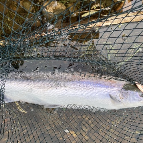 This perfect May salmon was hooked at the Daffodil Lie on the Upper Kinnaird Beat fishing hut and was hooked on this little 15g copper & red tailed toby imitation lure. It only took a few casts at 5pm to hook this fish much to the amusement of my fellow River Tay salmon guides!