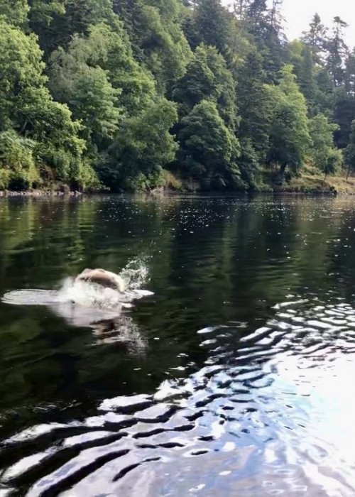 This fish was hooked slightly downstream of the Lady Pool on the River Tay at Dunkeld in Perthshire. When a salmon gets airborne like this you need to instantly lower the rod to reduce the line tension to avoid excess hook hold pressure.