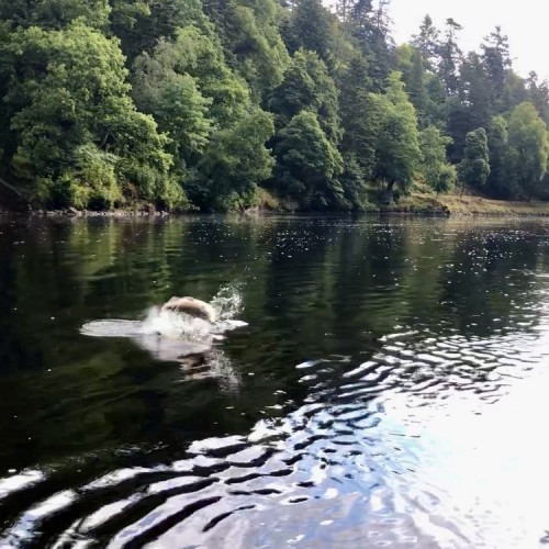 This fish was hooked slightly downstream of the Lady Pool on the River Tay at Dunkeld in Perthshire. When a salmon gets airborne like this you need to instantly lower the rod to reduce the line tension to avoid excess hook hold pressure.