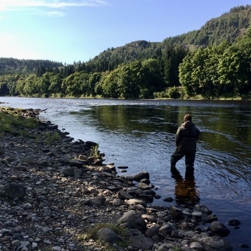 This River Tay angler is fly fishing through the Newtyle Beat salmon pool known as 'The Trap'. I re-constructed and named this salmon pool 25 years ago as at that time it was big deep mess of a hole with sunken trees and no riverbank due to the previous effects of a misplaced croy that was built slightly upstream of this angler back in 1976 which I also personally witnessed the construction of. This is a consistent pool for catching salmon and has been now for 20+ years.