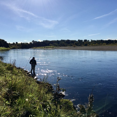 Here's a lone salmon angler on the tail section of the right hand bank of the River Tay's Kercock Beat's Gean Tree Pool. Few fishers put a salmon fly down through this side of the pool as it requires a left hand single Spey cast which most right handed salmon fishers cannot perform well enough. This is however 100% the most productive 'attempt to success' ratio side of the pool to fly fish.