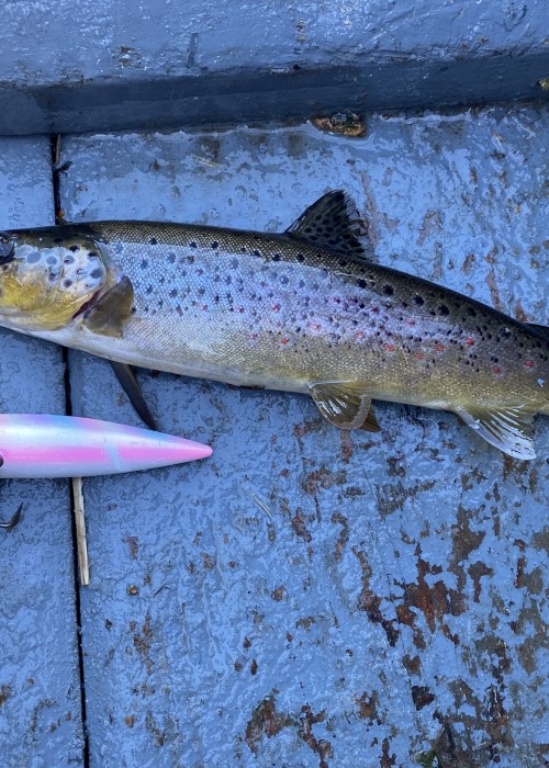The wild trout on the River Tay and especially in the middle & upper reaches are massively over populated. 5 + decades ago the professional career ghillies of the Tay used to keep the trout populations under control and in balance to allow the juvenile salmon reasonable protection from these deadly predators. There's been no impact awareness or management of these predatory fish for over half a century on the River Tay.