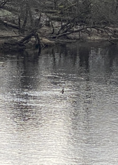 Goosanders & merganser populations are hugely out of control on many Scottish salmon rivers these days which decimate juvenile salmon stocks resulting in far fewer adult salmon in the rivers. These highly destructive fish eating birds are 'non native' to the UK however they are granted protection privileges that our native species don't even receive!