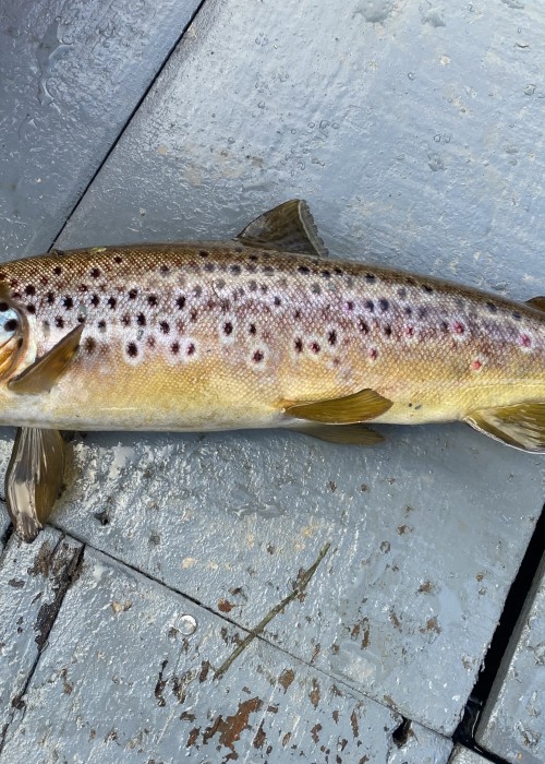 In the old days the professional River Tay salmon beat ghillies who knew their 'river husbandry' craft systematically thinned out these ferocious juvenile salmon predators from their own beats each year to allow a higher percentage of surviving juvenile salmon to make it to sea. Common sense really but like everything else in life these days 'common sense' is thin on the ground!